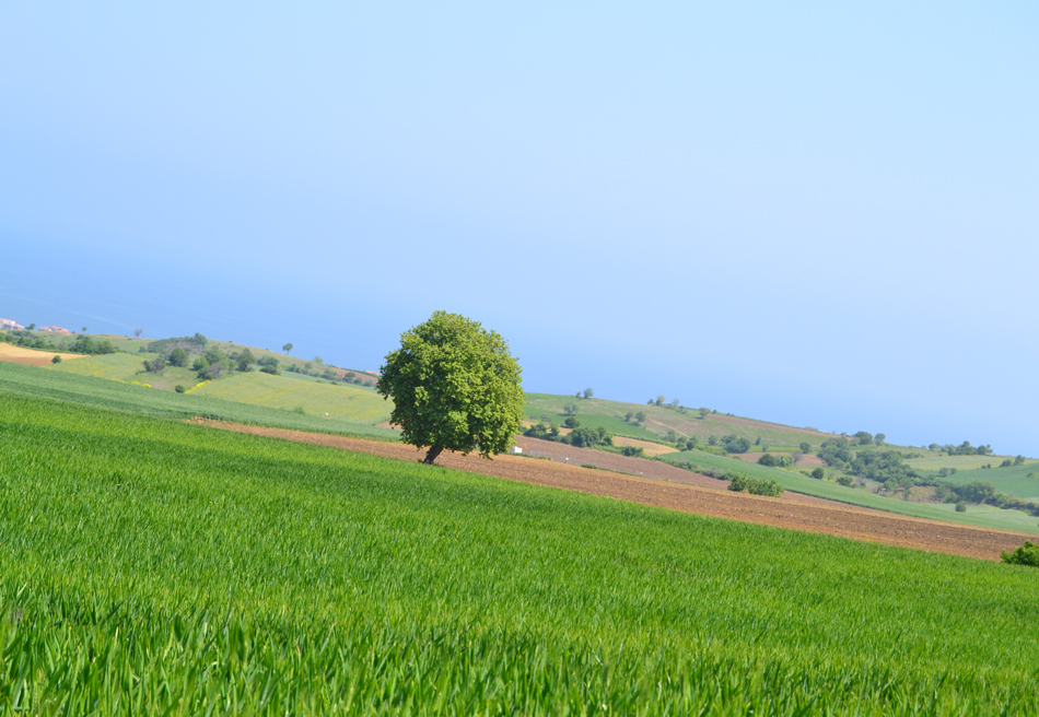 Meydan-Arsa-Ofisi-15 Satılıklarımız